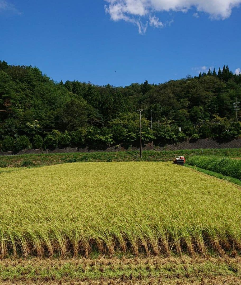 令和7年 兵庫県産 コシヒカリ 玄米30キロ