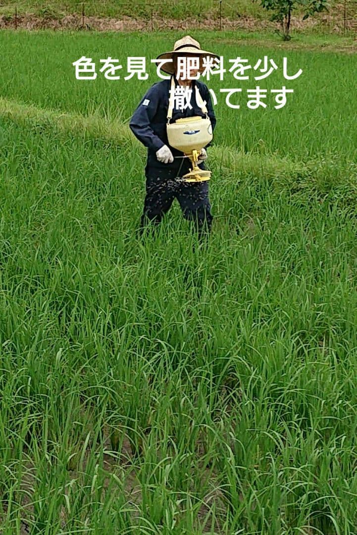 令和7年 兵庫県産 コシヒカリ 玄米30キロ