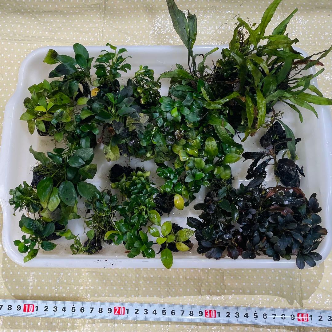 引き取り限定 ADA45㎝ 陰性水草水槽フルセット