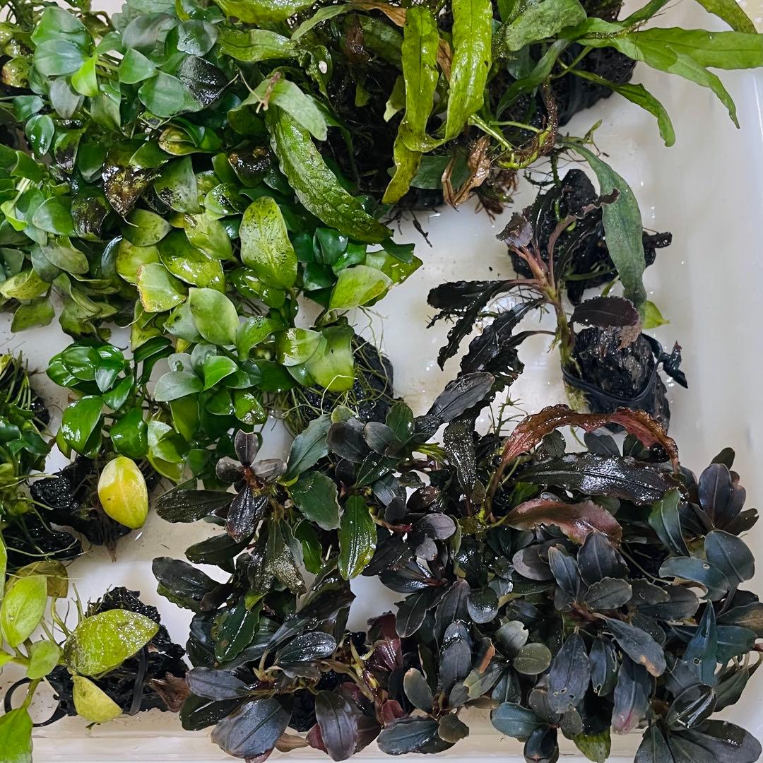 引き取り限定 ADA45㎝ 陰性水草水槽フルセット