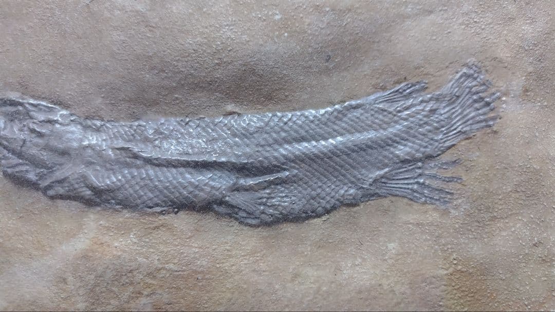 （石垣様用）ガーパイク 化石 レプリカ