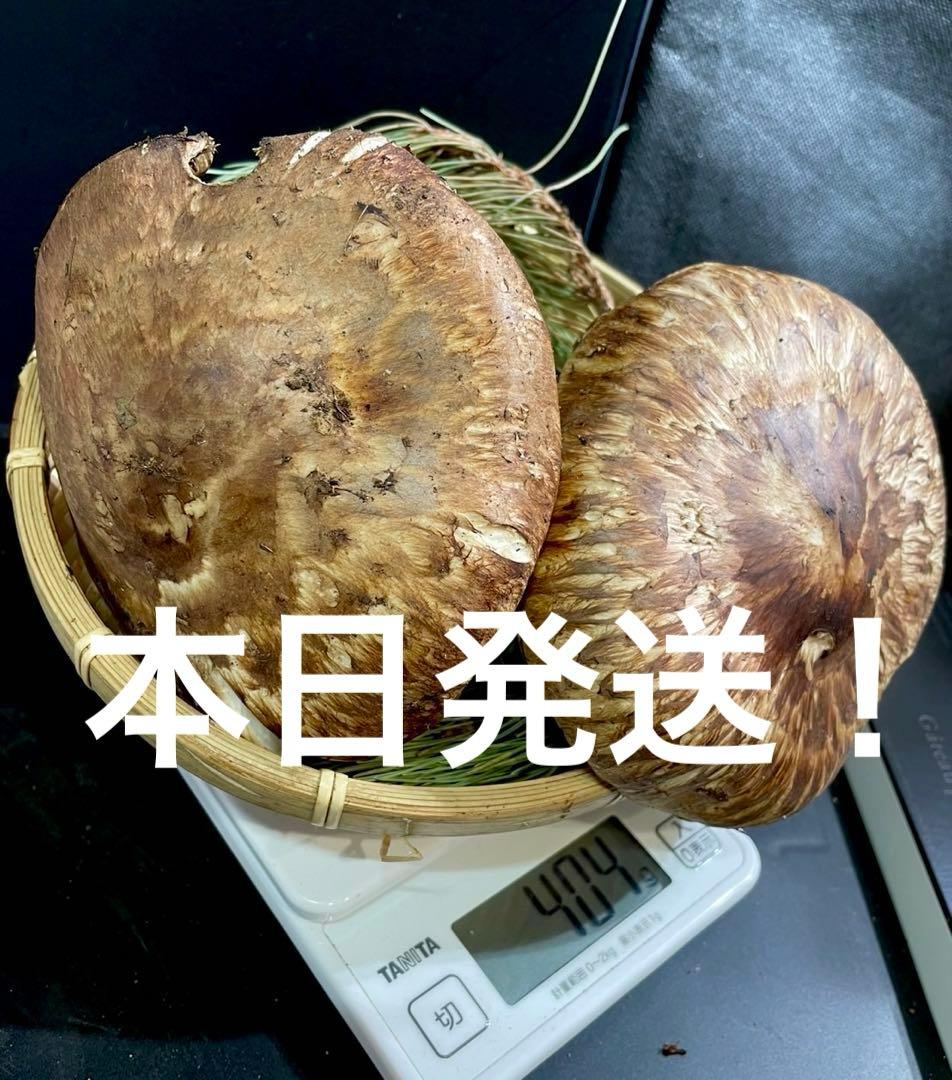 【大人気‼︎ 開き厳選 400g】本日採れ‼︎ 国産 松茸◆クール便発送◆