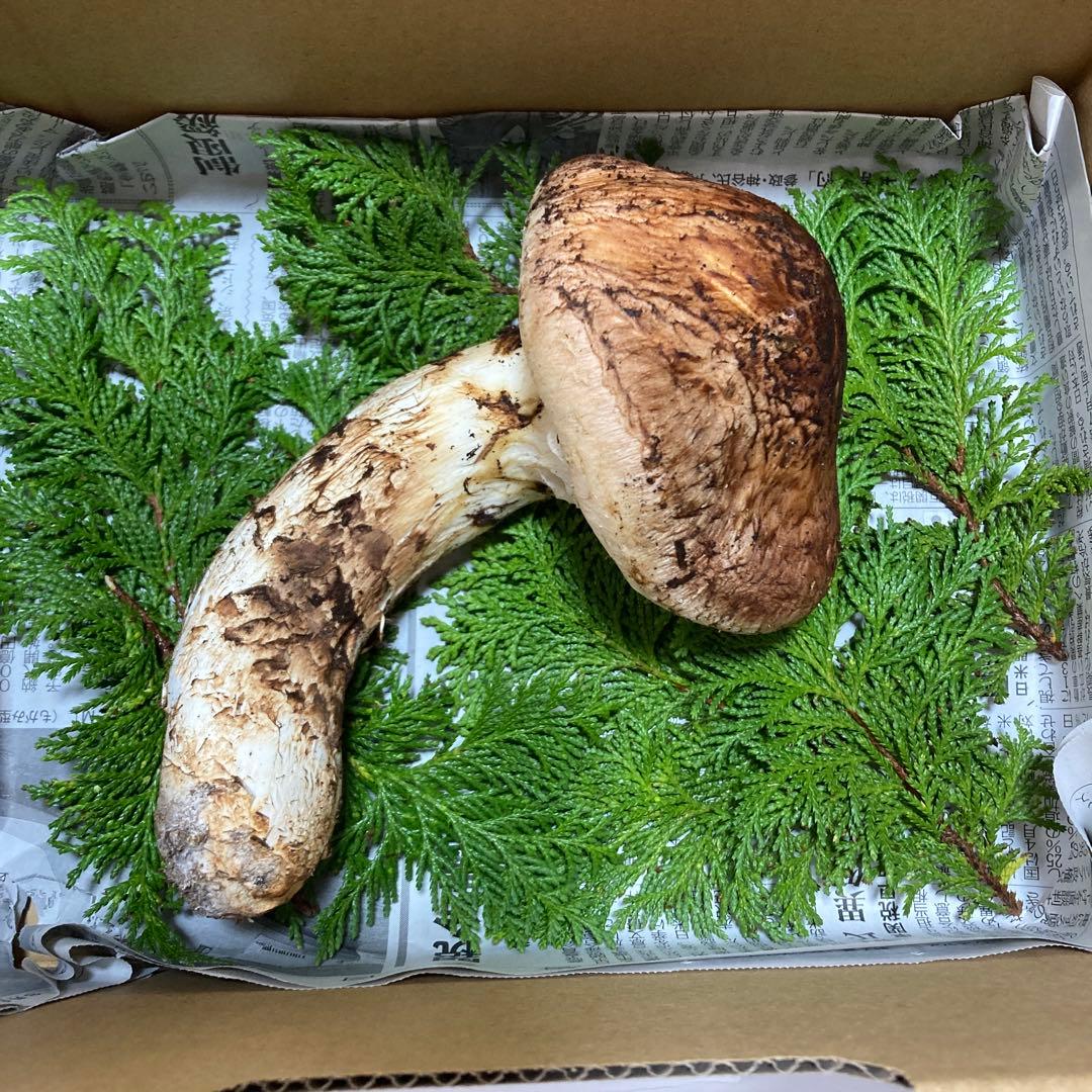 岩手県産　松茸　１本260g