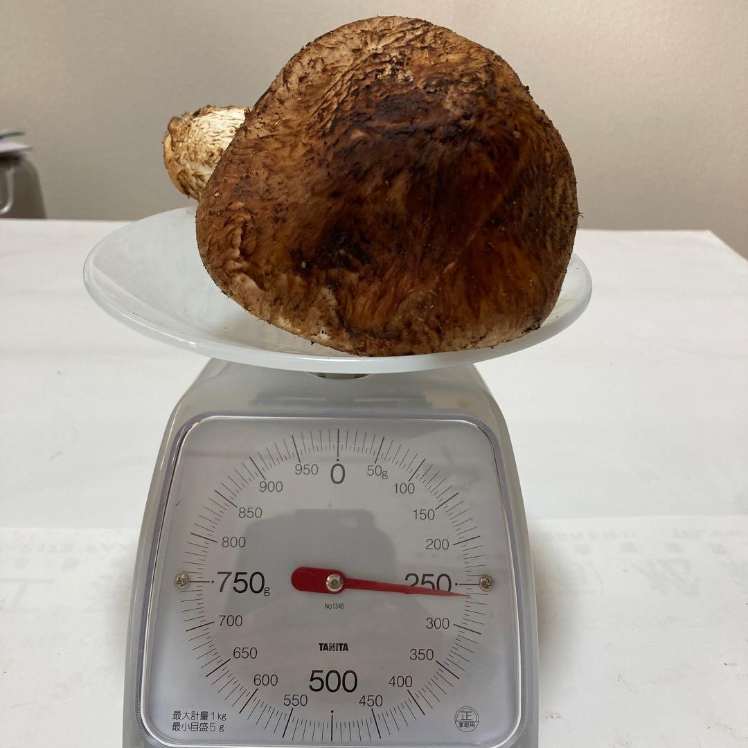岩手県産　松茸　１本260g