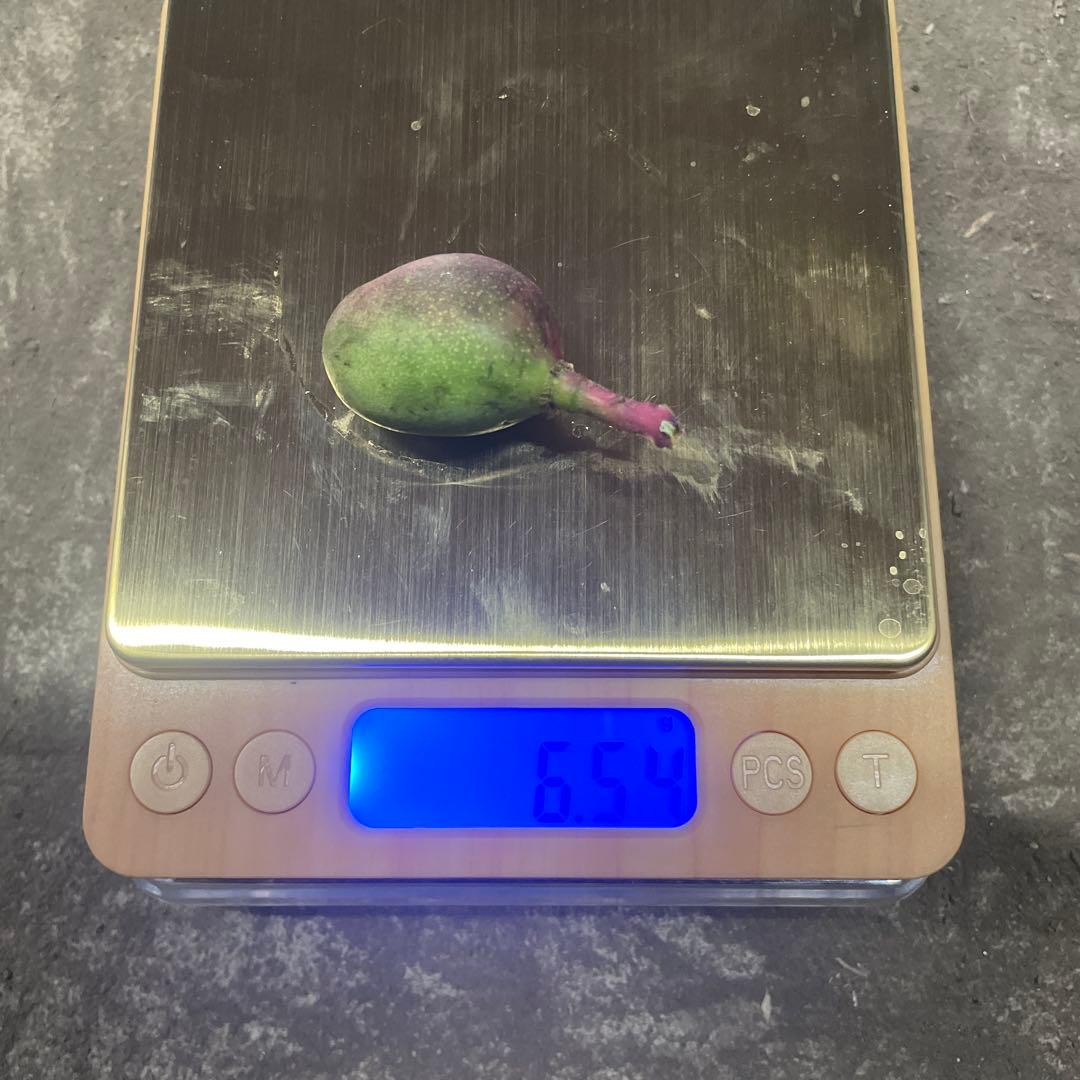 摘果マンゴー　5〜18g 10kg