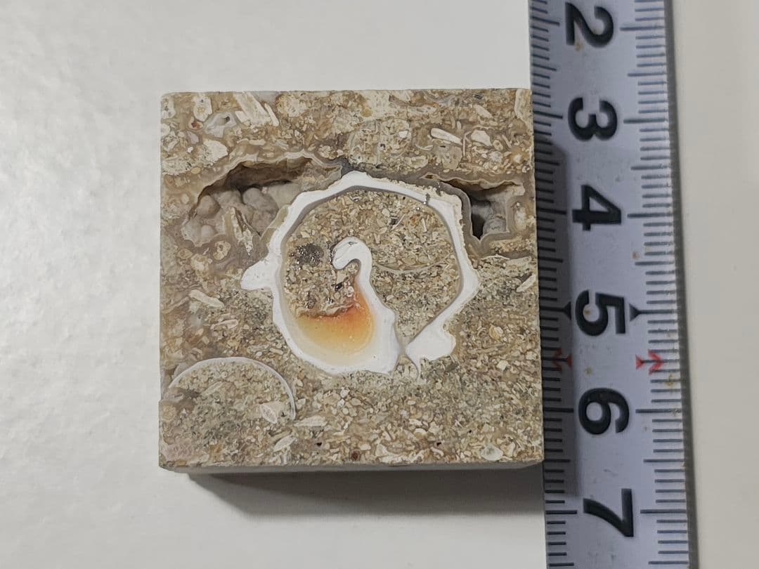 日本産　化石入り大理石(の切れ端)25個セット