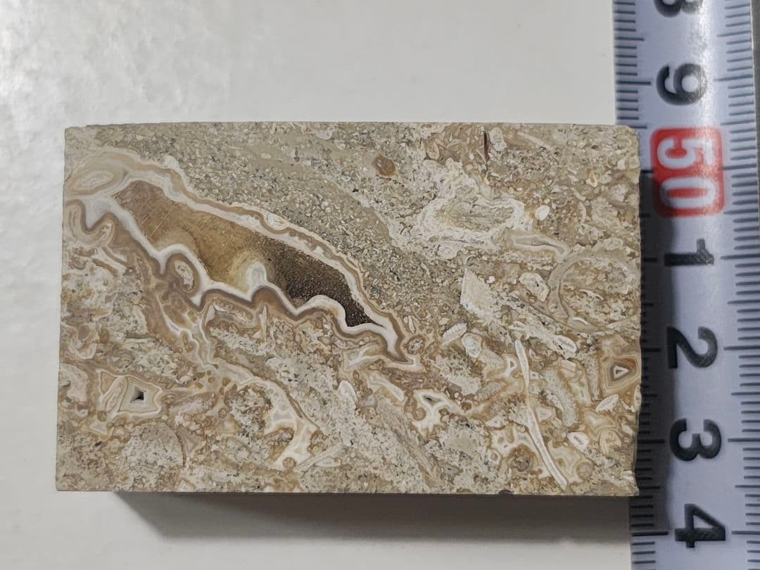 日本産　化石入り大理石(の切れ端)25個セット