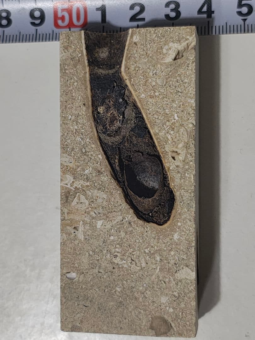 日本産　化石入り大理石(の切れ端)25個セット