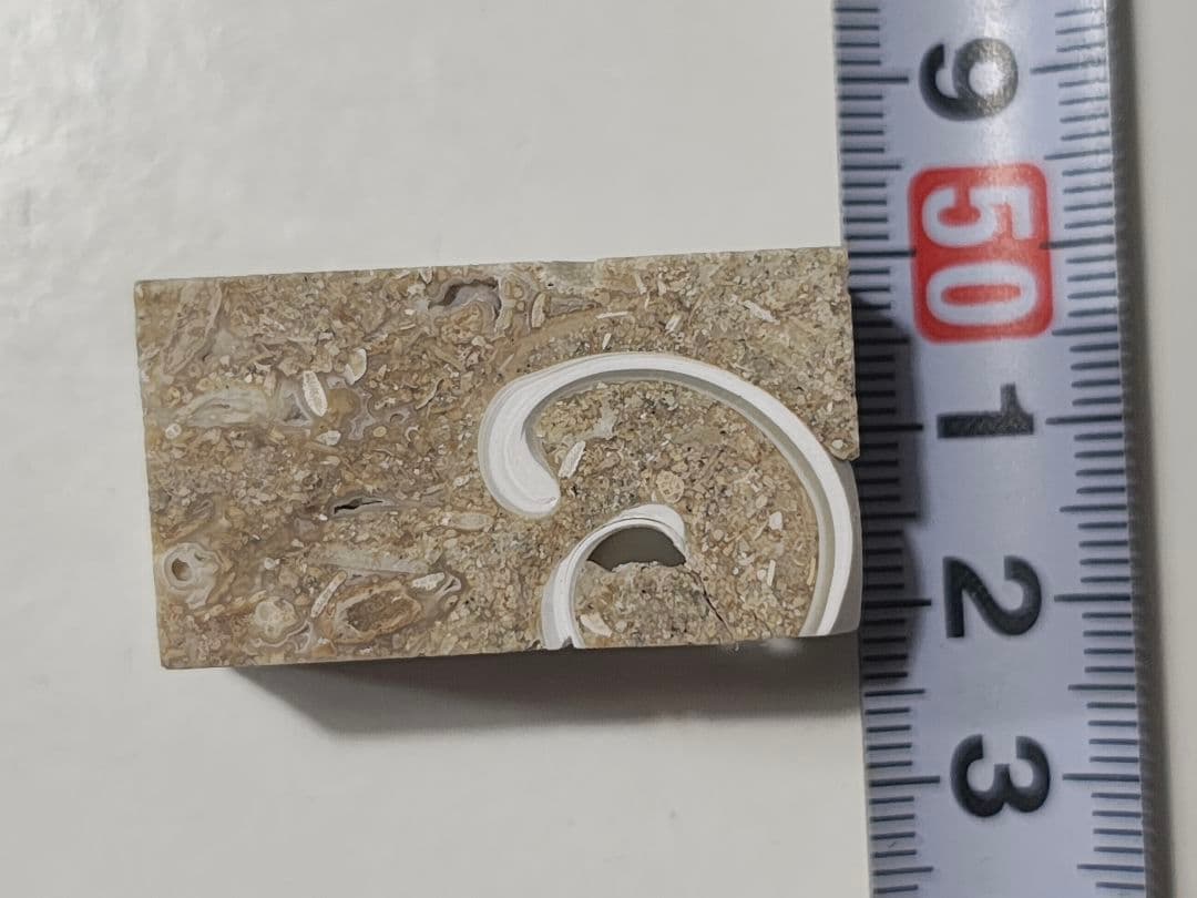 日本産　化石入り大理石(の切れ端)25個セット