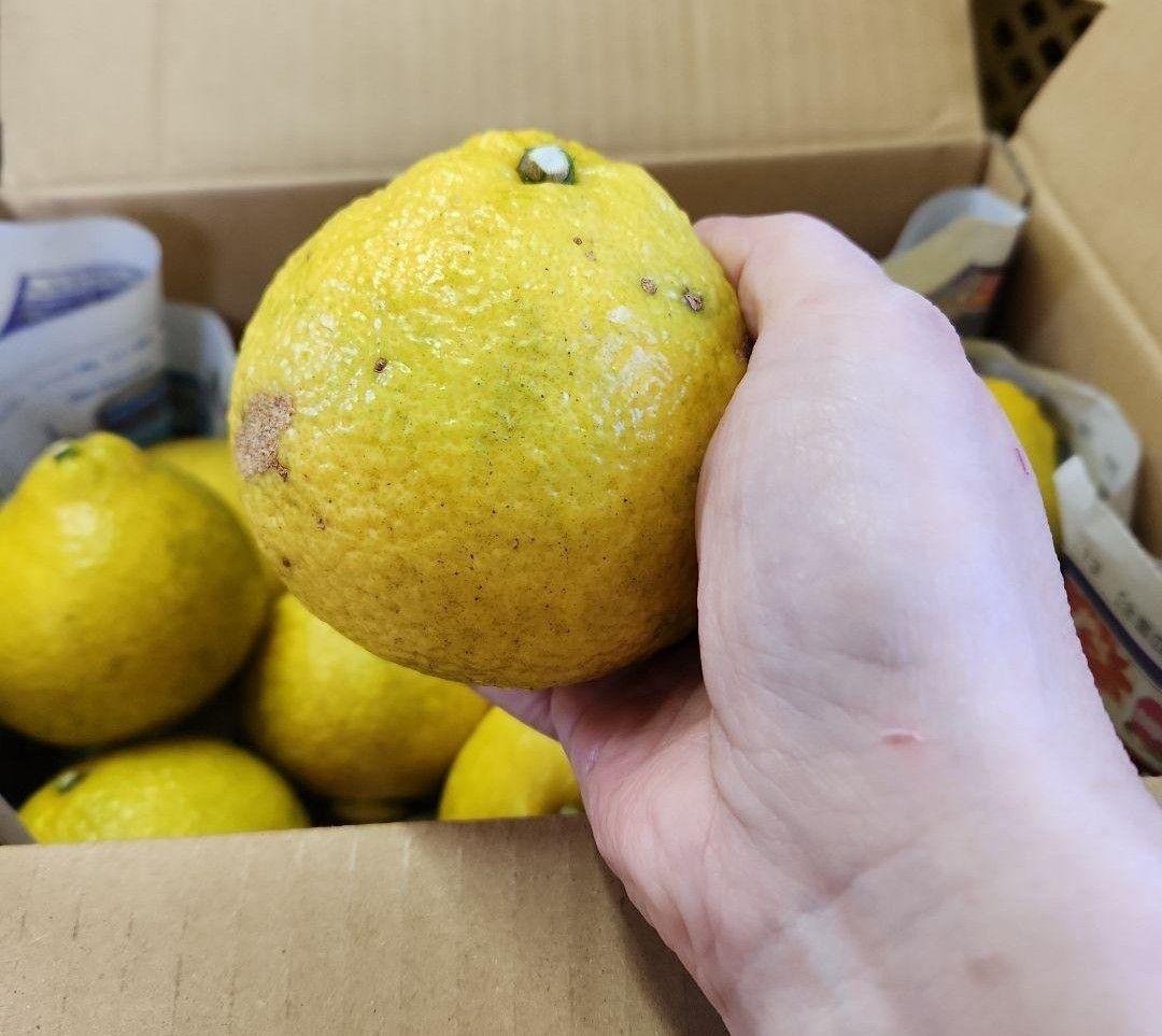 ⭕クッキー！宮崎県産　減農薬　福じいちゃんの　はるか　箱込み約20キロ