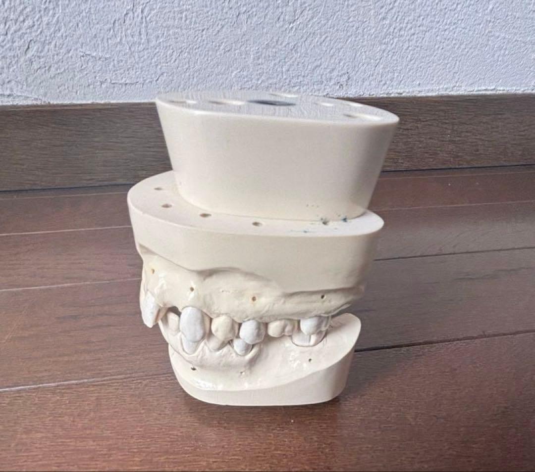 歯科　支台歯形成　練習模型　セット