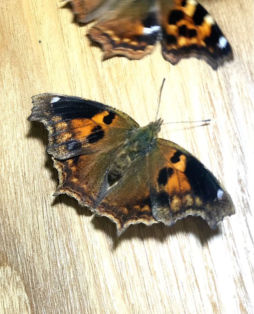 エルタテハ異常型