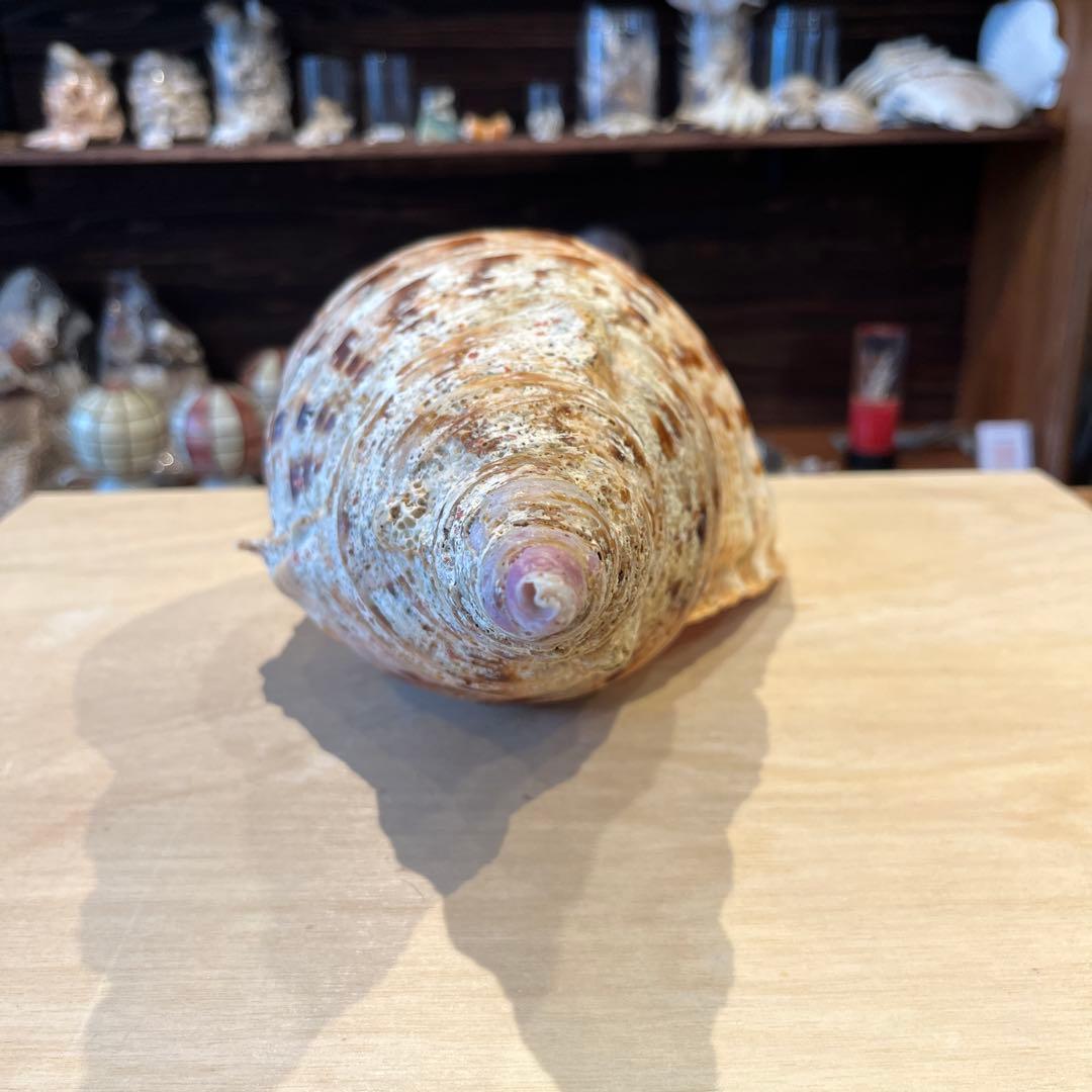 激レア　長崎県産　法螺貝　ホラガイ　1.28kg