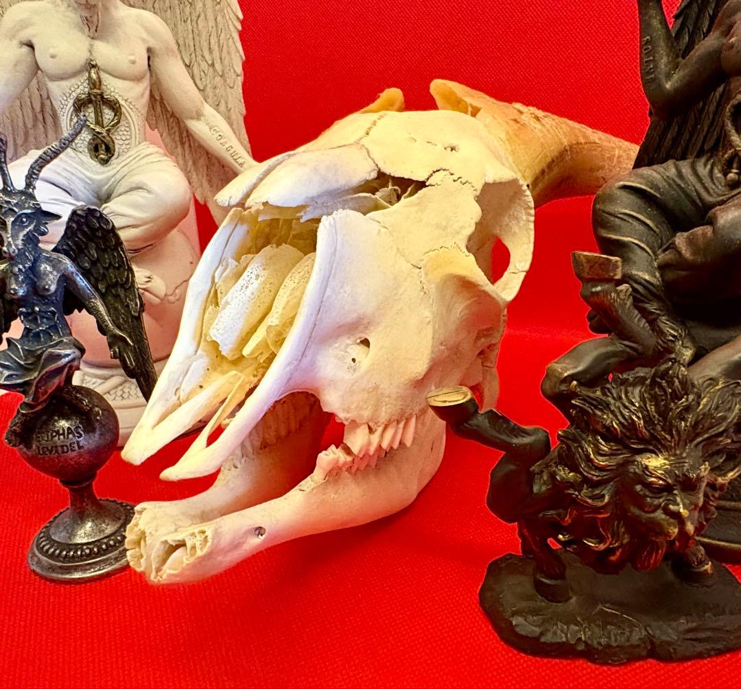 ヤギ頭蓋骨　実物　下顎　角鞘付き希少品　デッサン画モデル　ハンティングトロフィー