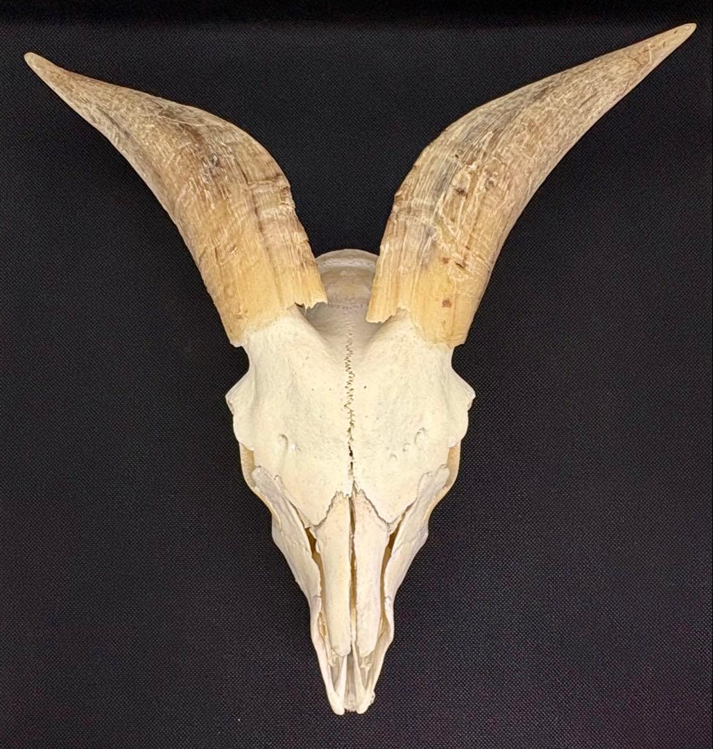 ヤギ頭蓋骨　実物　下顎　角鞘付き希少品　デッサン画モデル　ハンティングトロフィー