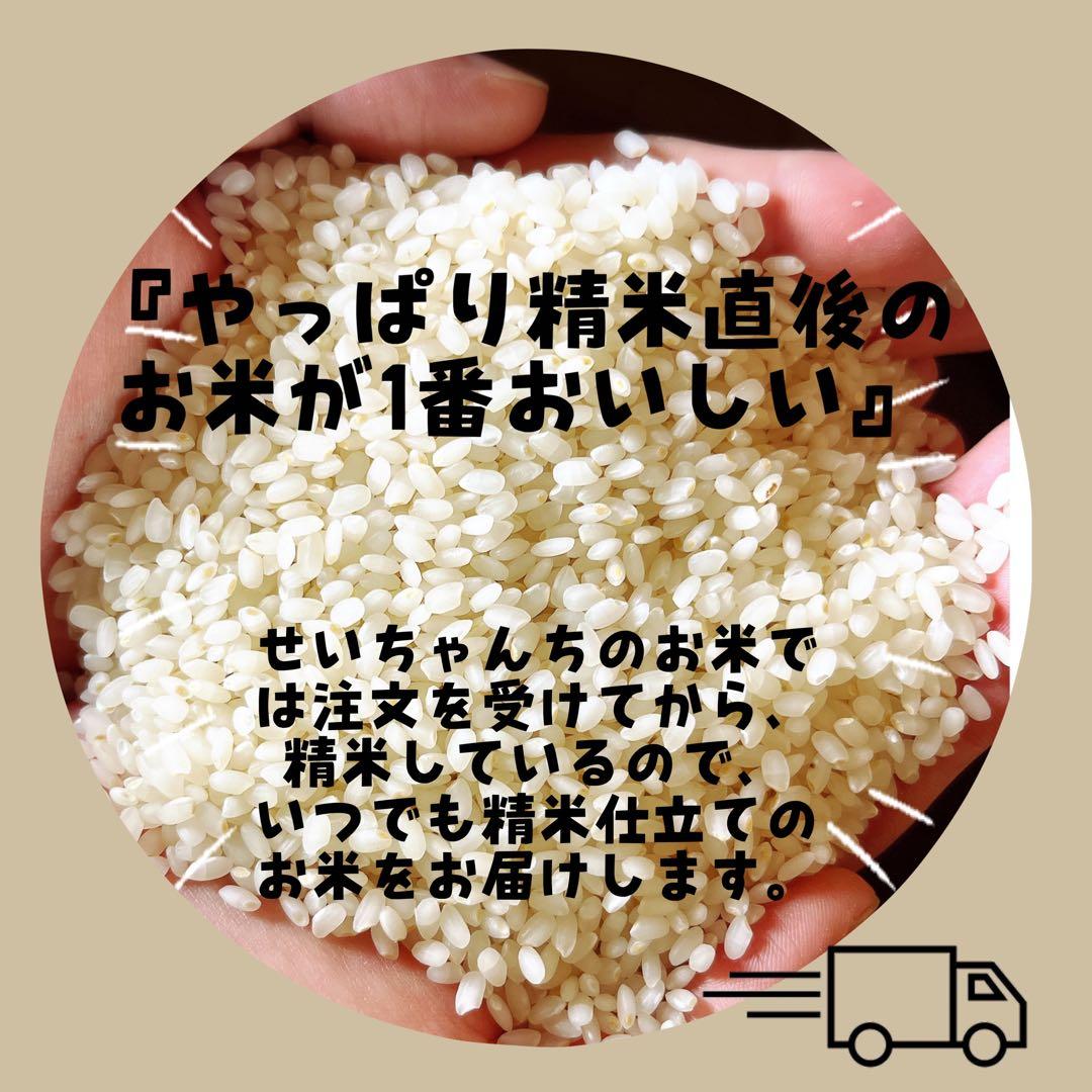 【令和7年度新米】近江米 ミルキークイーン 10kg