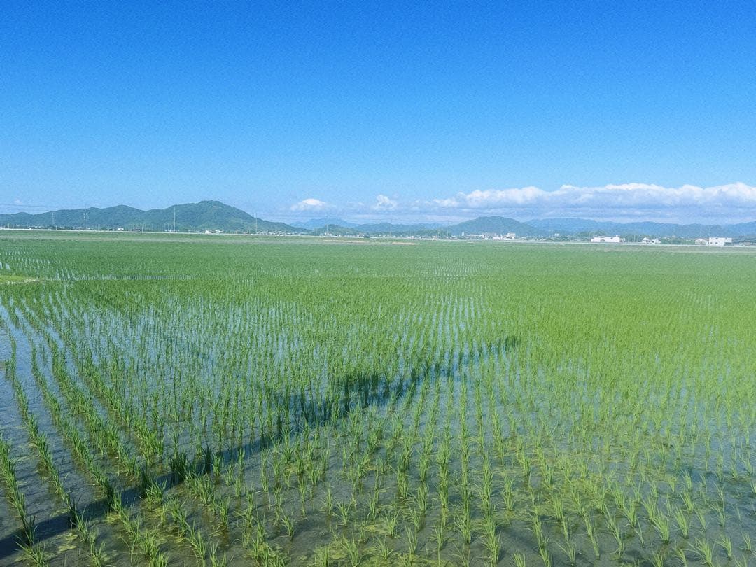 【令和7年度新米】近江米 ミルキークイーン 10kg