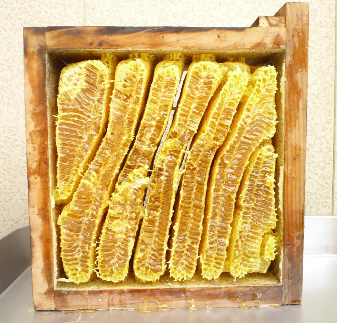 安心の日本みつばち 芳醇糖度80％ 優良品 非加熱 春はちみつ1,100g