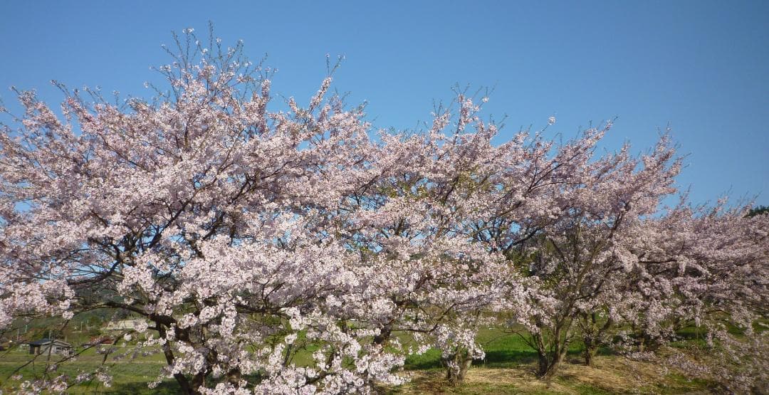 安心の日本みつばち 芳醇糖度80％ 優良品 非加熱 春はちみつ1,100g