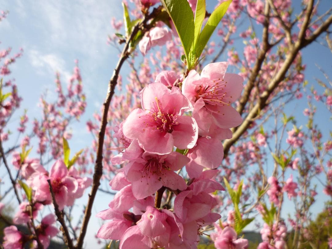 安心の日本みつばち 芳醇糖度80％ 優良品 非加熱 春はちみつ1,100g