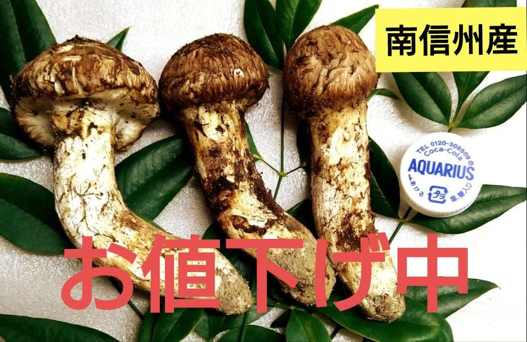 ㉑南信州産松茸約110g