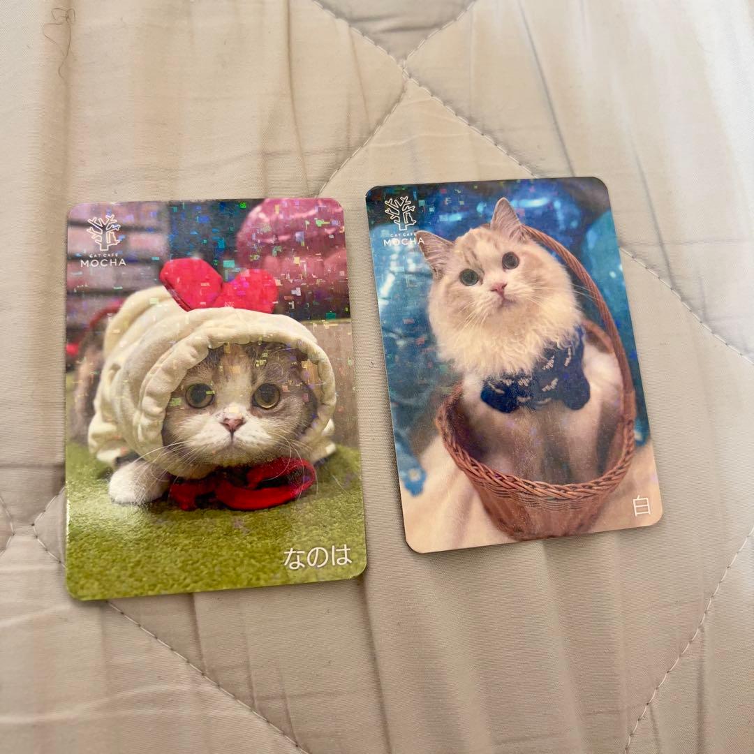 猫カフェmocha にゃんずトレカ　どきどきバレンタイン　アルシェ大宮店