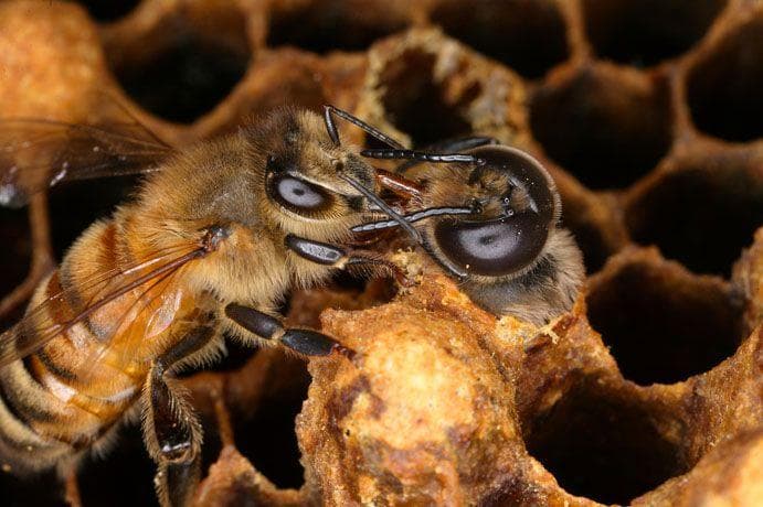 国産百花蜜 梅酒瓶入り　おまけ蜜蝋付き　業者　グループ買い　生産者価格で大放出