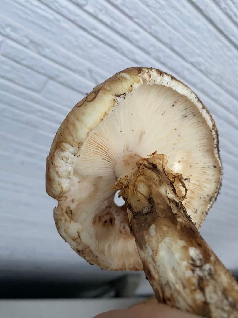 宮城県産　新鮮（10/25採取）マツタケ 3本セット 約260g 今年最後 国産