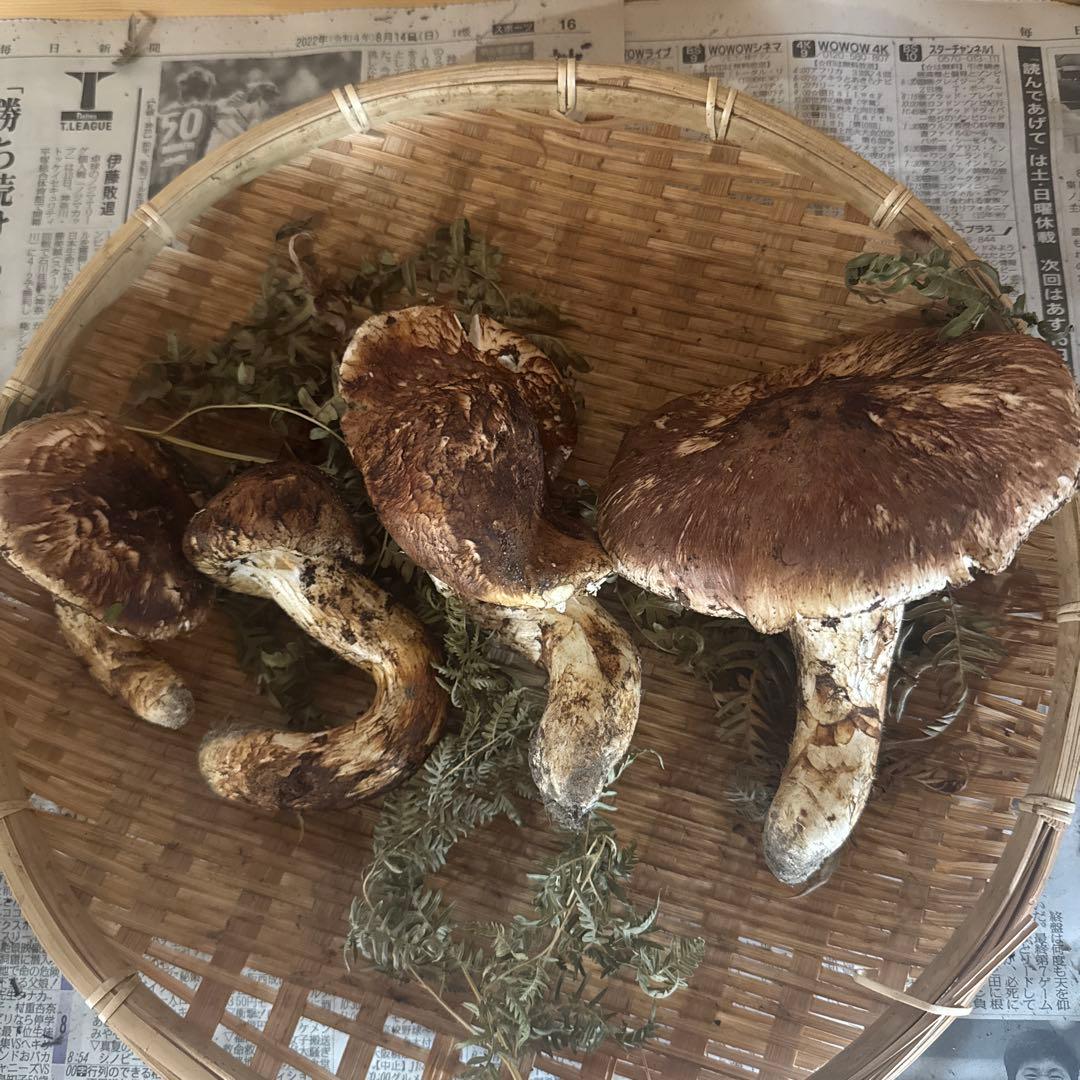 岩手県産松茸 傷 まがり