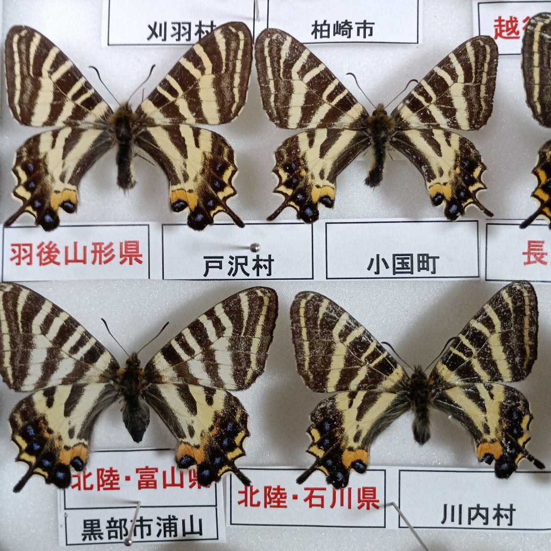 蝶の標本 年1回発生のウスバアゲハ・高山蝶・局所蝶