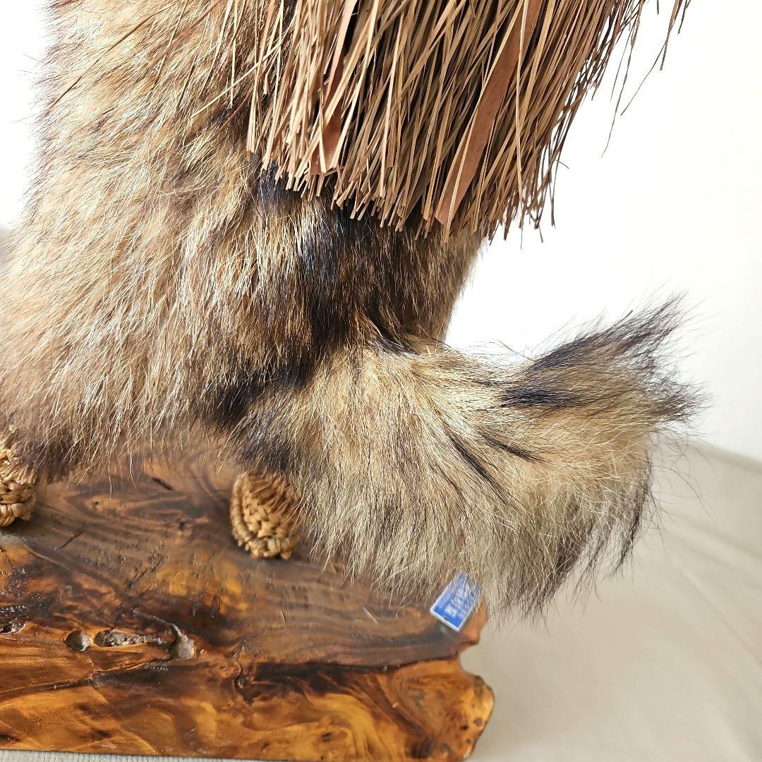 タヌキ　狸　鳥獣　剥製　本物　縁起物　商売繁盛　出世運　天然木　台座付き