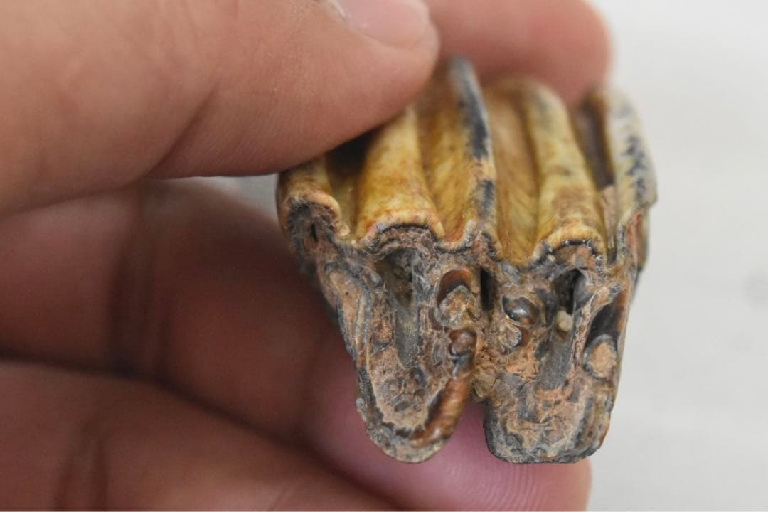 沖縄県産　哺乳類のは化石