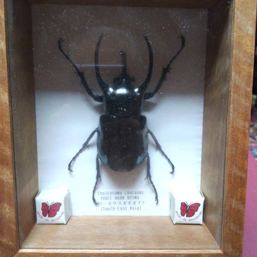 大型コーカサスオオカブトの 標本 木製ケース入り
