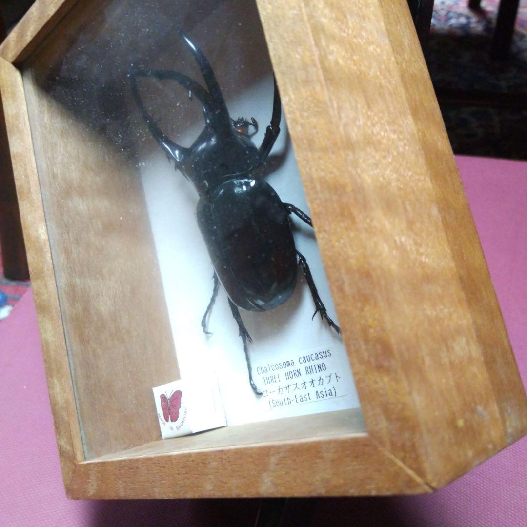 大型コーカサスオオカブトの 標本 木製ケース入り