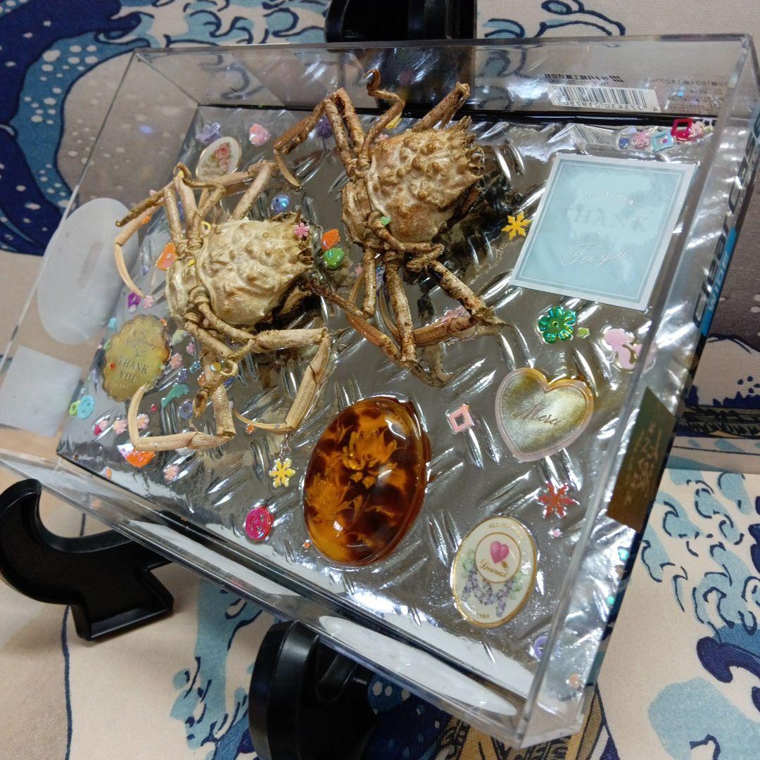 稀少レア平家蟹科凹凸立体リアル鬼面蟹横幅２２X１６X３、５センチ標本コレクション
