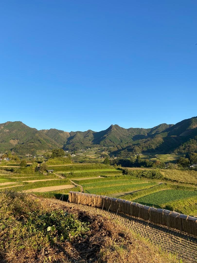 日本蜜蜂 純正ハチミツ 宮崎産山蜜　600g×2