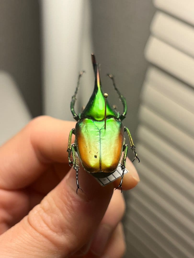 【43mm】カブトハナムグリ コガネムシ プラチナコガネ カナブン　昆虫標本