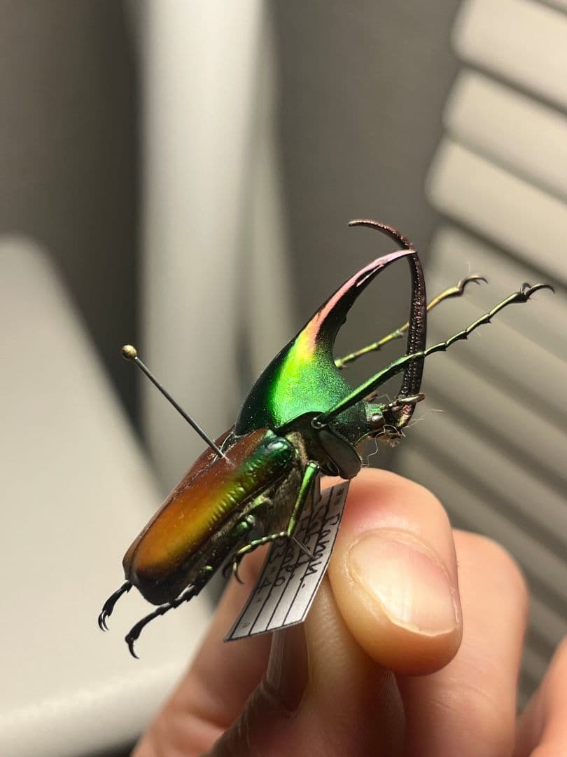 【43mm】カブトハナムグリ コガネムシ プラチナコガネ カナブン　昆虫標本