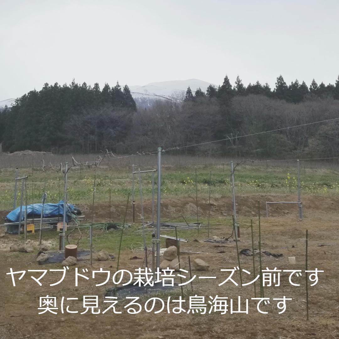 【たっぷり12kg】鳥海山麓の自家栽培 やまぶどう 果実酒にも①
