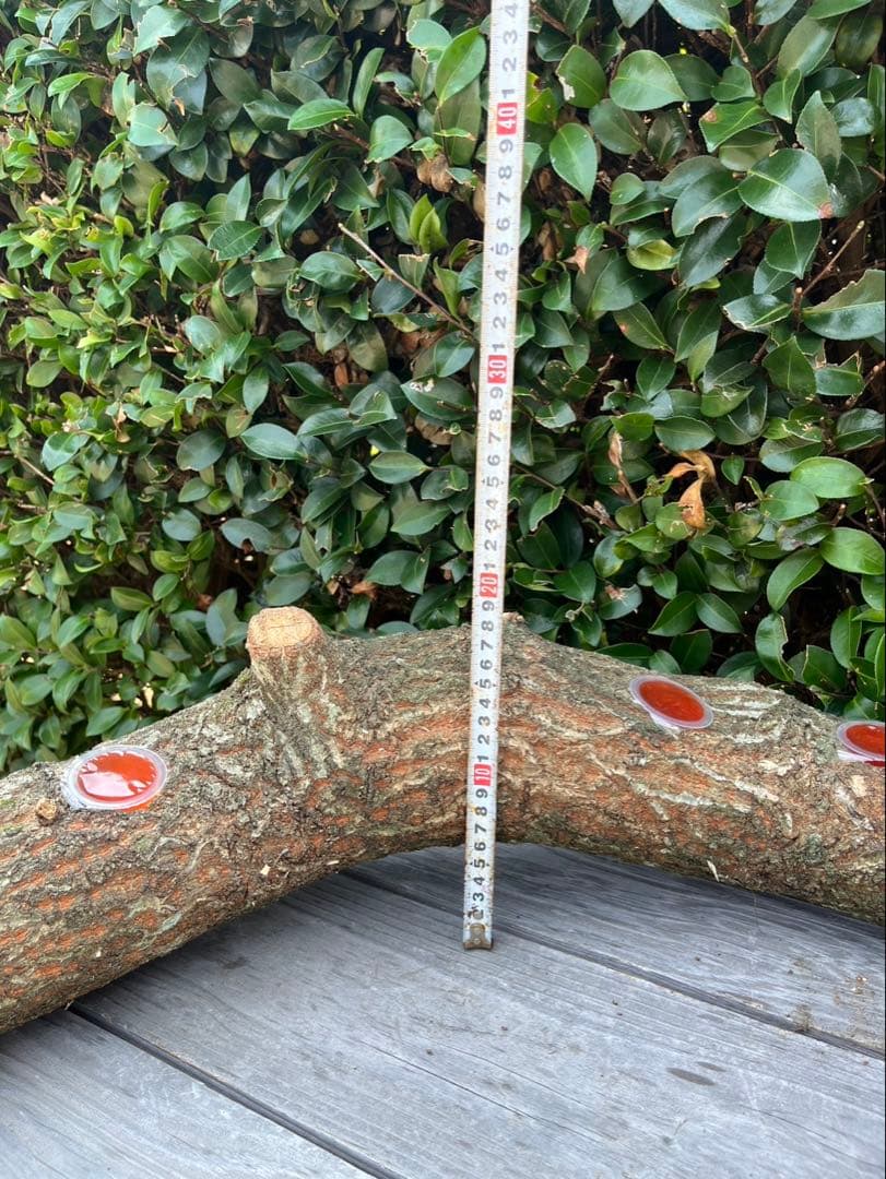 超巨大クヌギ登り木90センチ級　エサ皿　カブトムシ　クワガタ