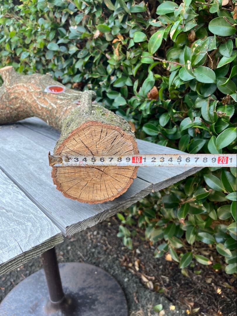 超巨大クヌギ登り木90センチ級　エサ皿　カブトムシ　クワガタ