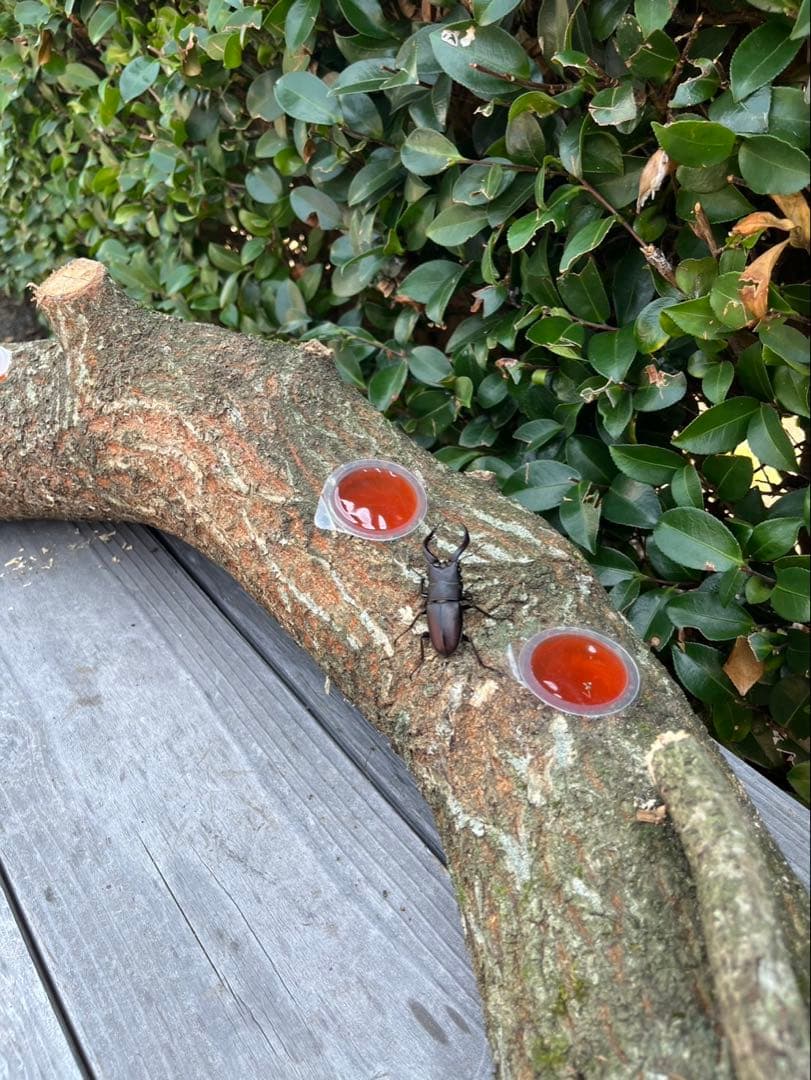 超巨大クヌギ登り木90センチ級　エサ皿　カブトムシ　クワガタ