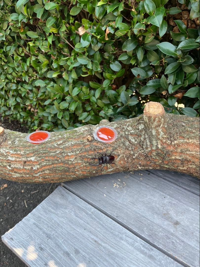 超巨大クヌギ登り木90センチ級　エサ皿　カブトムシ　クワガタ