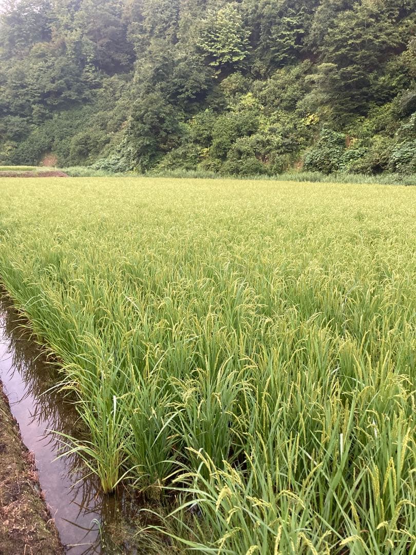 魚沼産コシヒカリ 玄米30kg