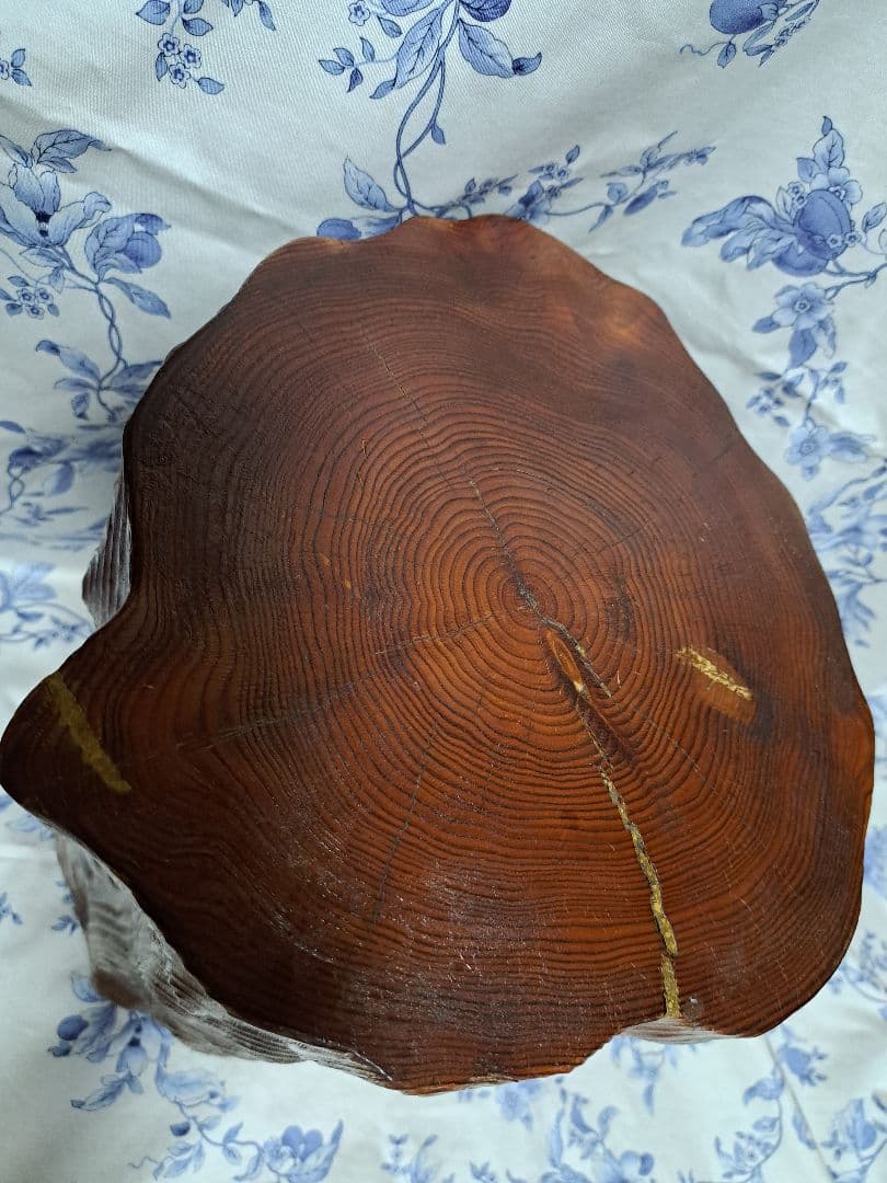 希少屋久杉　切り株置物