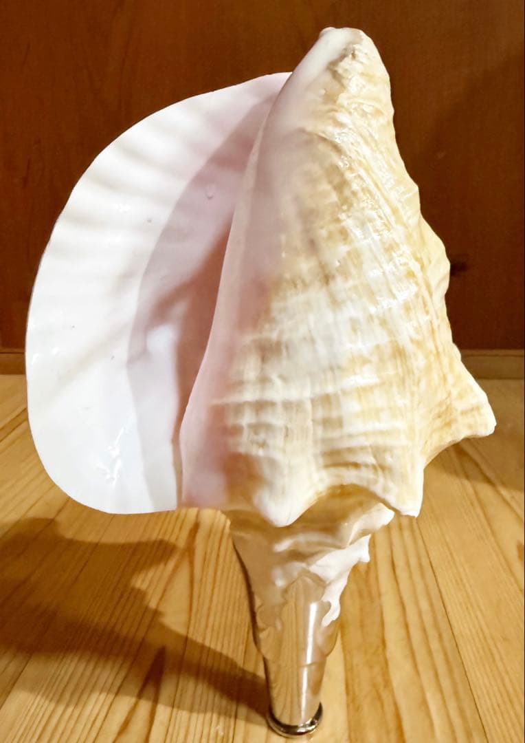 希少古代特大肉厚桃色法螺貝　（ピンク貝）法螺貝　ほら貝❣️コンク貝笛