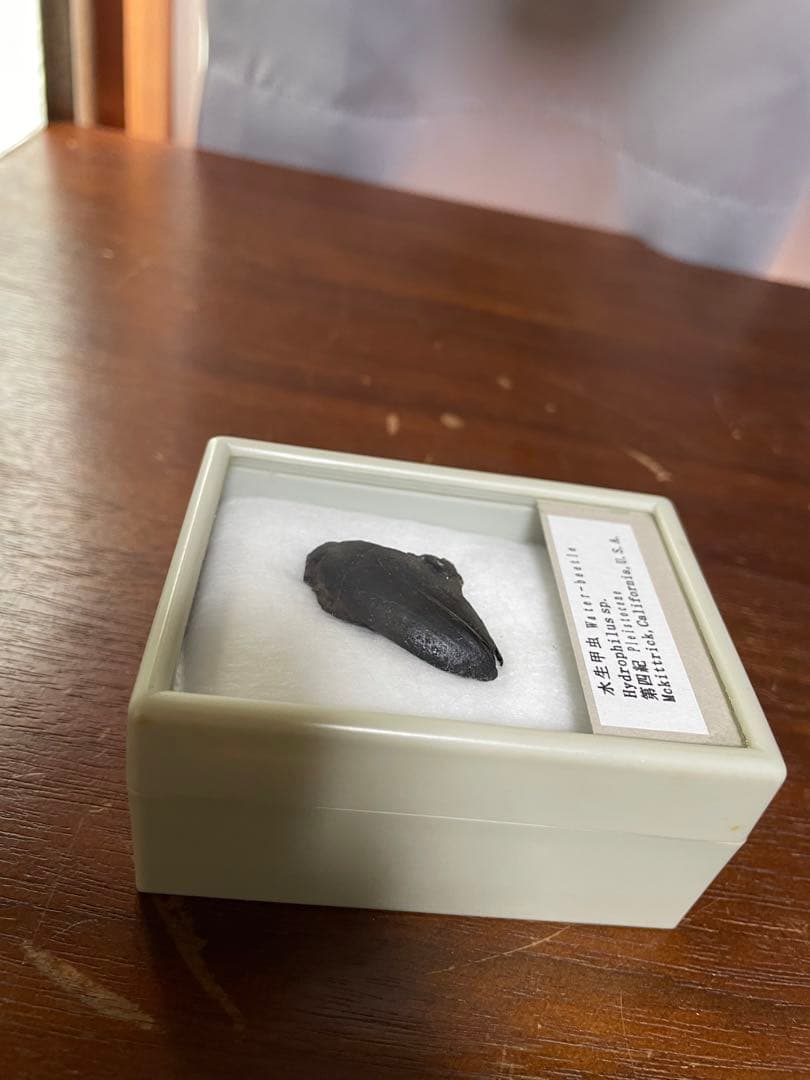 水生甲虫 水甲虫