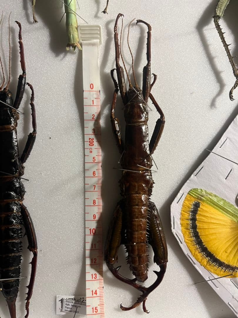 【伝説の七節】ロードハウナナフシに酷似のトゲアシフトナナフシオバケフトナナフシ♂