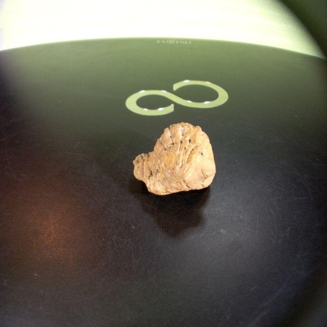 三葉虫　化石　fossil　ボリビア産　trilobite　海生動物個体⑨