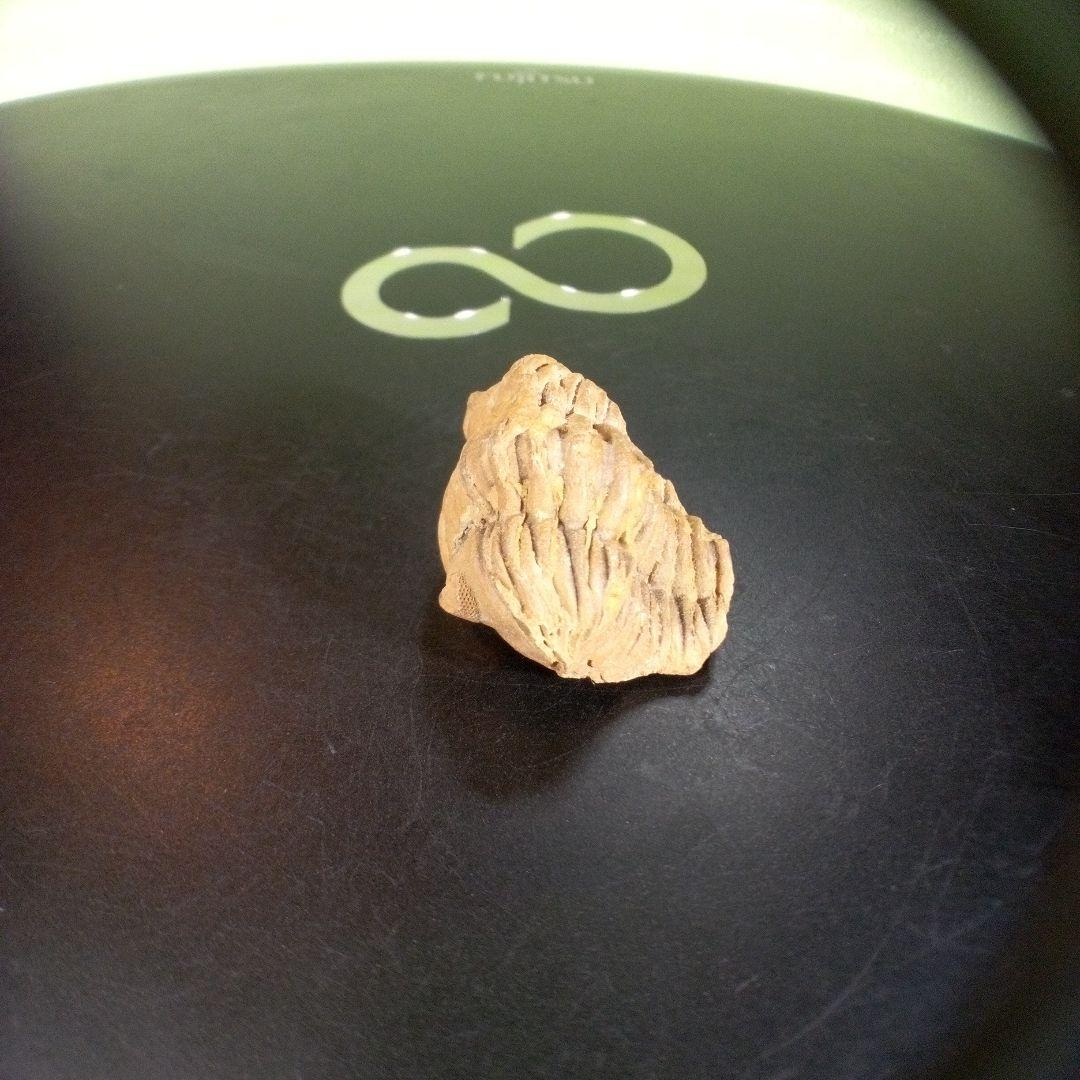 三葉虫　化石　fossil　ボリビア産　trilobite　海生動物個体⑨